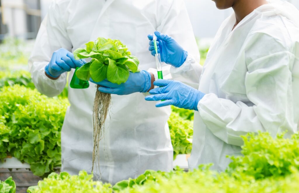 Researcher working and researching in hydro and hydroponic farm, laboratory greenhouse concept.